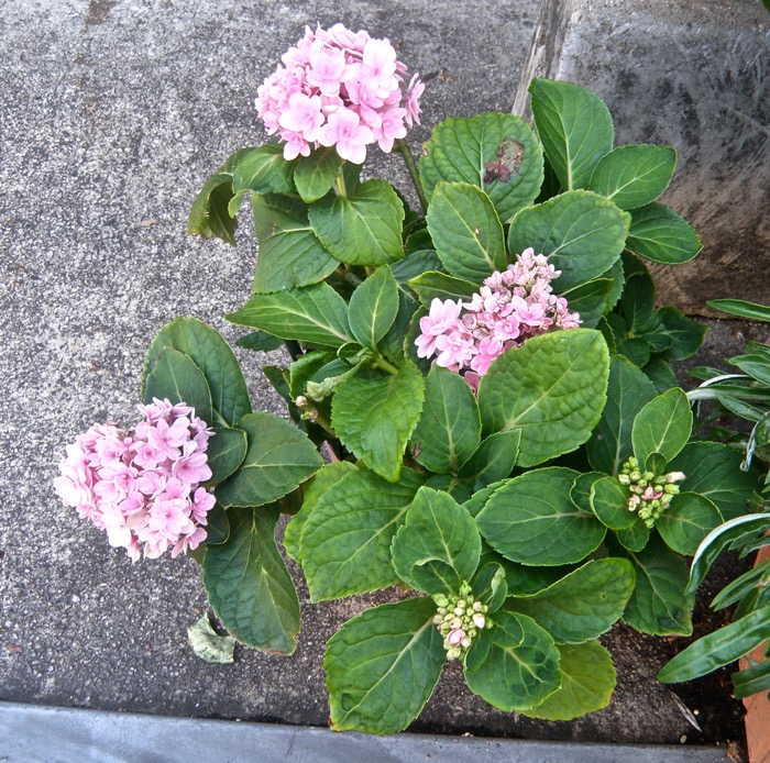 秋に咲くアジサイ 四季咲きアジサイ 楽餓鬼