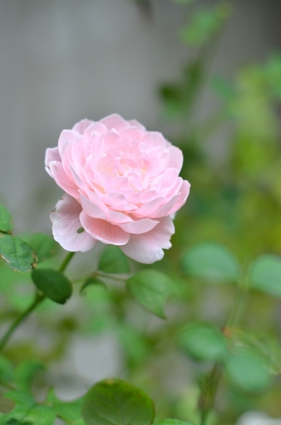 秋薔薇のはじまり　　Autumn Roses have Started Blooming in My Garden_d0025294_18224659.jpg