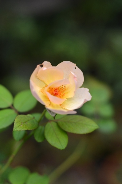 秋薔薇のはじまり　　Autumn Roses have Started Blooming in My Garden_d0025294_18225769.jpg