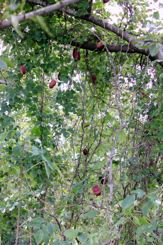 f0325295_15220486.jpg