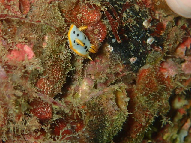 e0115199_17112701.jpg