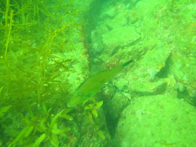 e0115199_17230799.jpg