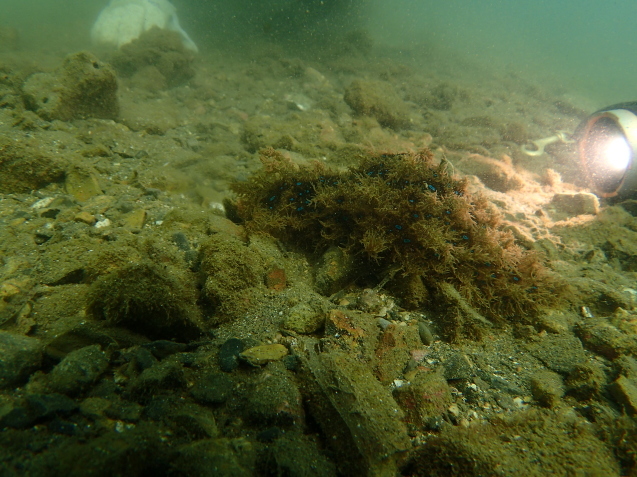 e0115199_17253221.jpg