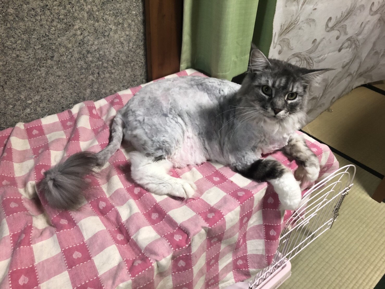 半分、白い。_a0113003_14432508.jpg
