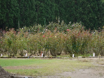 f0236012_14372901.jpg
