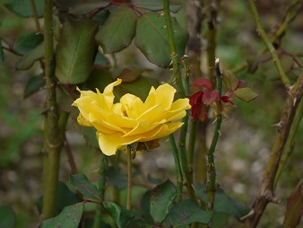 f0236012_14385954.jpg