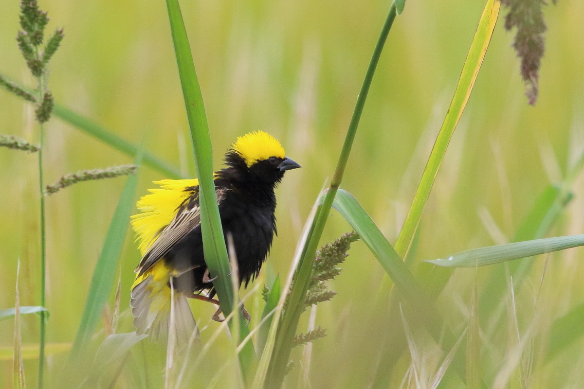 オウゴンチョウ(黄金鳥) Ⅰ 黄金色の田んぼに_f0369315_10173407.jpg