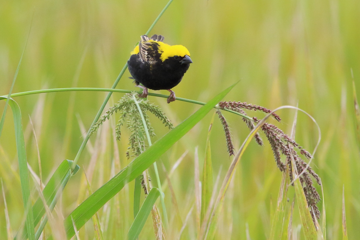オウゴンチョウ(黄金鳥) Ⅰ 黄金色の田んぼに_f0369315_10173519.jpg