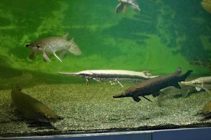 東京タワー水族館~圧巻!ガー軍団と巨大黄金ドラド_b0355317_23153237.jpg