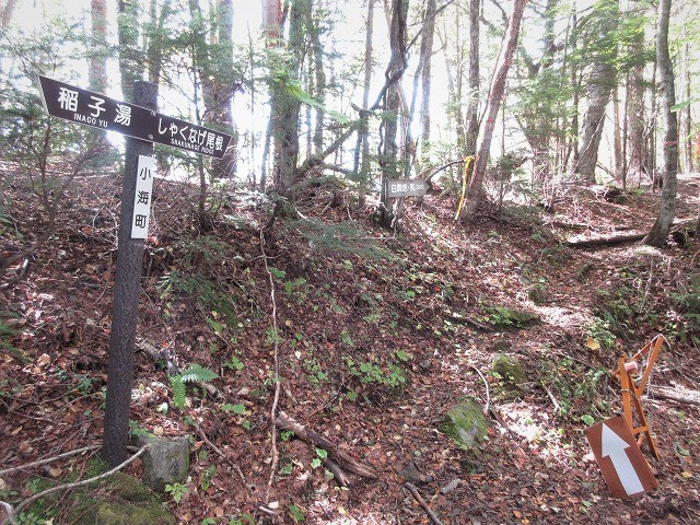 北八ヶ岳　稲子湯から登る大展望のニュウ　　　　　Mount Nyu in Northern Yatsugatake_f0308721_20034382.jpg