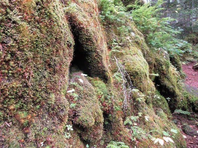 北八ヶ岳　稲子湯から登る大展望のニュウ　　　　　Mount Nyu in Northern Yatsugatake_f0308721_20111584.jpg