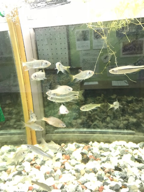 f0177529_20413216.jpeg