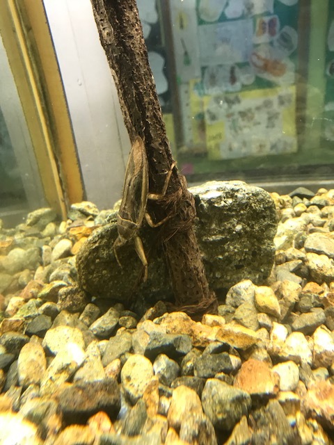 f0177529_20440256.jpeg