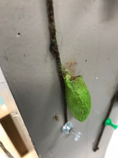 f0177529_20471259.jpeg