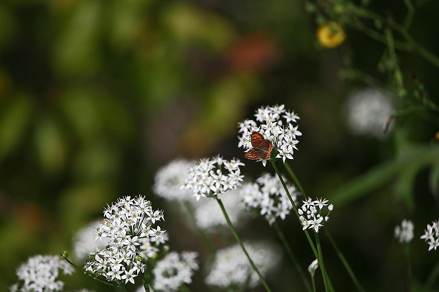 a0242438_21115530.jpg