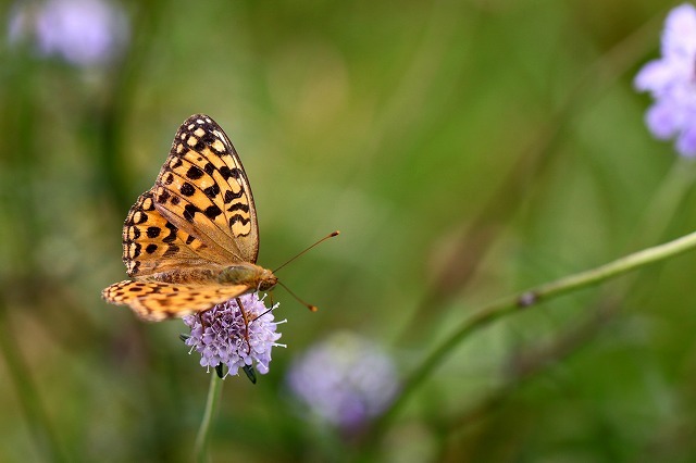 a0242438_21125979.jpg