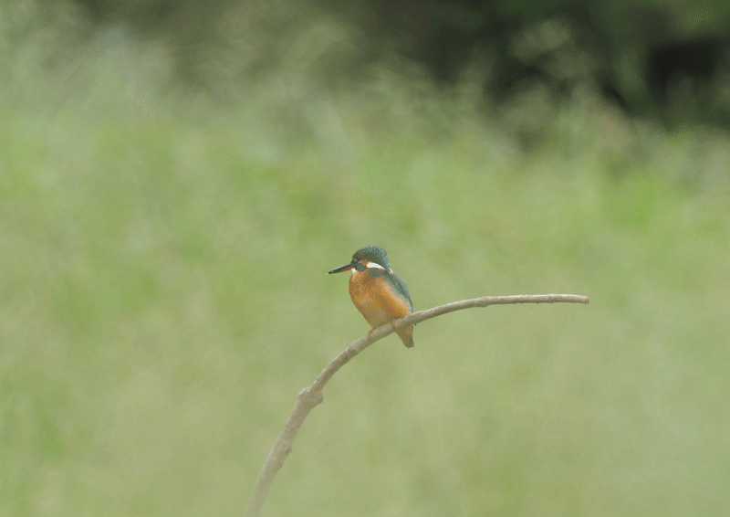 d0290240_17322922.gif
