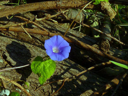 b0002549_10394616.jpg