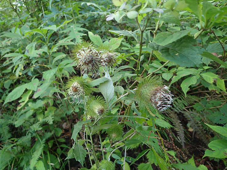 f0214649_04550417.jpg
