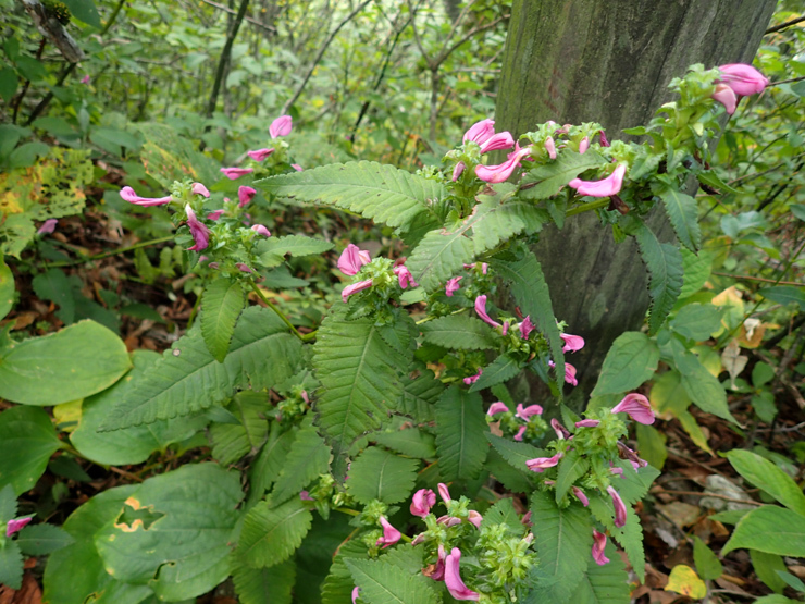 f0214649_05014672.jpg