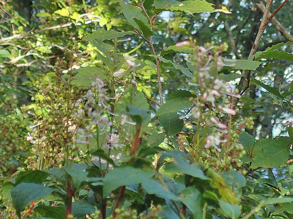 f0214649_05193170.jpg