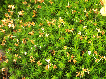 e0001558_10501698.gif