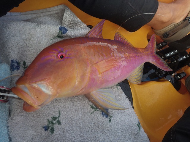 魚図鑑フエフキ系 その他 Pescador 釣り人 の日常