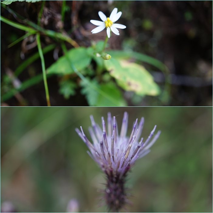 山野草　超希少純白花　エゾツツジ　A 山野草 超希少純白花 エゾツツジ A 四季の山野草（ハチジョウチドリ）
