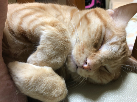 ぴんく!_e0355177_17121648.jpg
