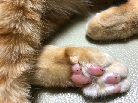 ぴんく!_e0355177_17122123.jpg