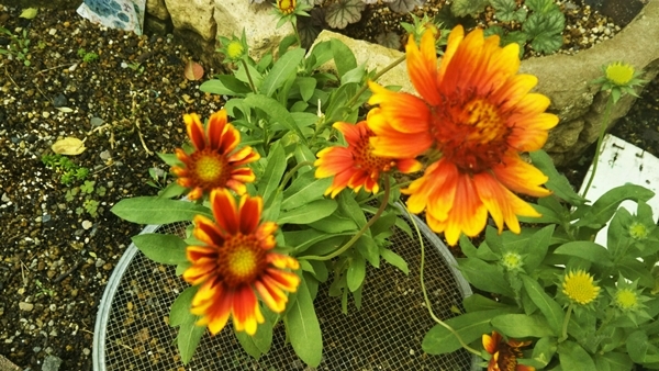 f0366679_15220640.jpg