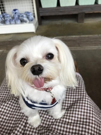 b0193480_16083205.jpeg
