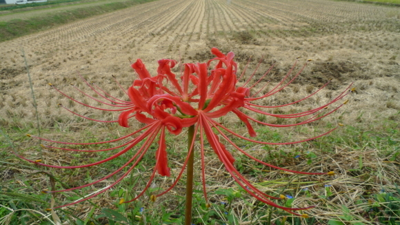 c0212083_17161659.jpg
