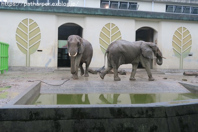 2018年9月 熊本市動植物園 その4 アフリカゾウのガイド_a0052986_7223631.jpg