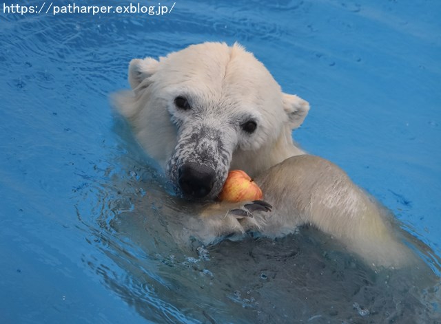 2018年9月 熊本市動植物園 その5 マルルのオヤツタイム_a0052986_7315656.jpg