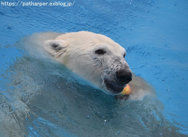 2018年9月 熊本市動植物園 その5 マルルのオヤツタイム_a0052986_7334741.jpg