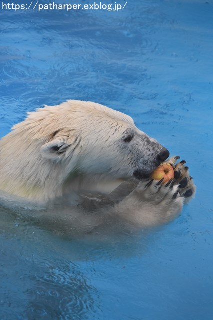 2018年9月 熊本市動植物園 その5 マルルのオヤツタイム_a0052986_7342331.jpg