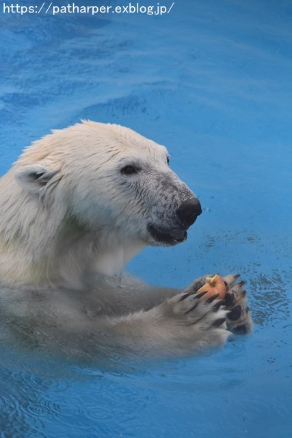 2018年9月 熊本市動植物園 その5 マルルのオヤツタイム_a0052986_7343333.jpg