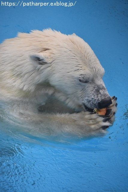 2018年9月 熊本市動植物園 その5 マルルのオヤツタイム_a0052986_7351165.jpg