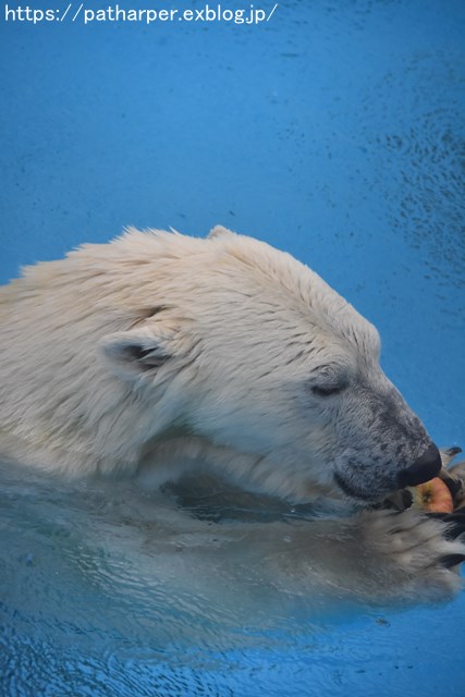 2018年9月 熊本市動植物園 その5 マルルのオヤツタイム_a0052986_7352148.jpg