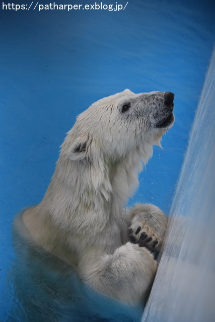 2018年9月 熊本市動植物園 その5 マルルのオヤツタイム_a0052986_735477.jpg