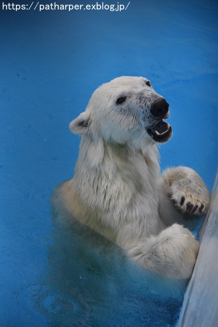 2018年9月 熊本市動植物園 その5 マルルのオヤツタイム_a0052986_736189.jpg