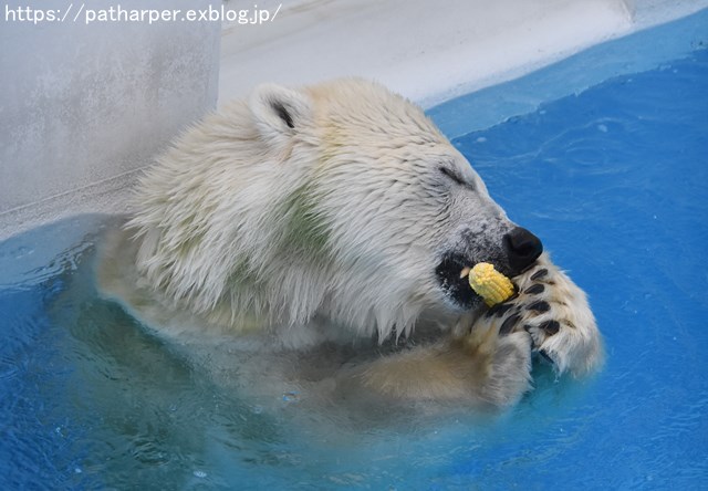 2018年9月 熊本市動植物園 その5 マルルのオヤツタイム_a0052986_7374473.jpg
