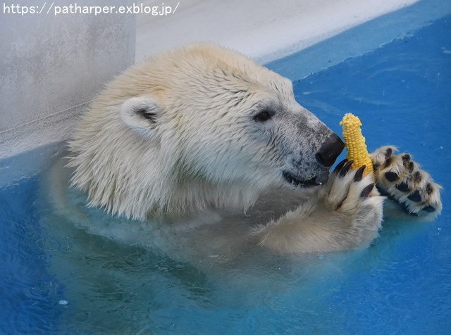 2018年9月 熊本市動植物園 その5 マルルのオヤツタイム_a0052986_7375821.jpg