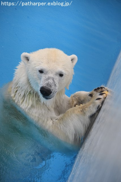 2018年9月 熊本市動植物園 その5 マルルのオヤツタイム_a0052986_7404077.jpg