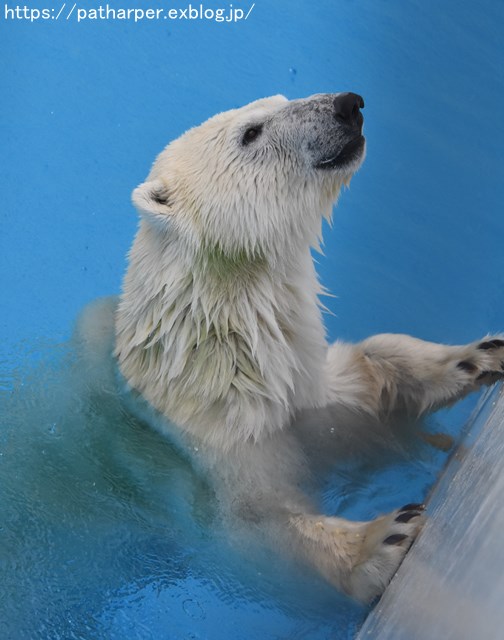 2018年9月 熊本市動植物園 その5 マルルのオヤツタイム_a0052986_7411071.jpg