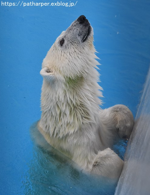 2018年9月 熊本市動植物園 その5 マルルのオヤツタイム_a0052986_7412439.jpg