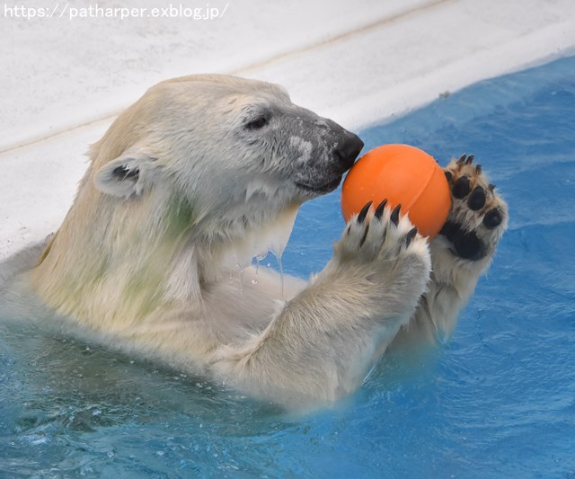 2018年9月 熊本市動植物園 その5 マルルのオヤツタイム_a0052986_7424469.jpg