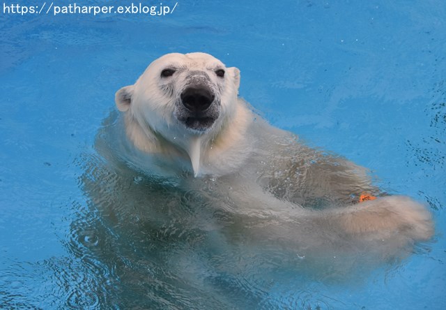 2018年9月 熊本市動植物園 その5 マルルのオヤツタイム_a0052986_7434299.jpg