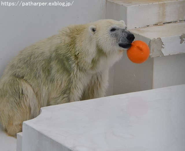 2018年9月 熊本市動植物園 その5 マルルのオヤツタイム_a0052986_7504081.jpg